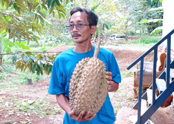 Dongkrak Perekonomian, Gelar Festival Durian 