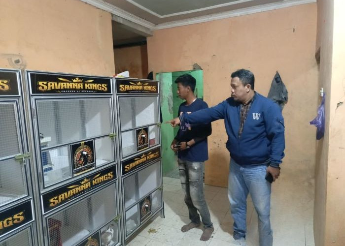 Dua Merpati Rp70 Juta Digondol Maling di Bojong Pekalongan