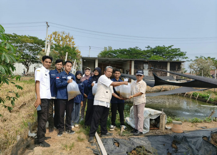 Budidaya Nila Merah Didorong Jadi Peluang Bisnis, 2.000 Benih Disalurkan ke Pembudidaya Batang
