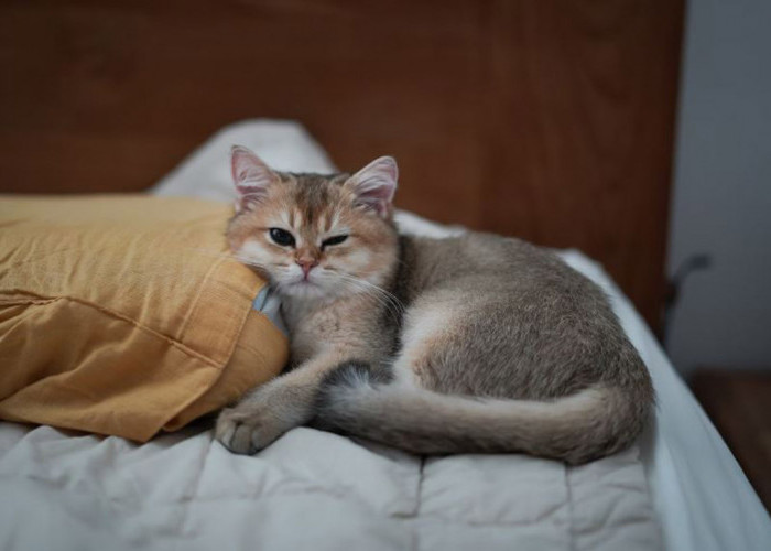 Berapa Suhu Ruangan untuk Kucing Tidur? Haruskah Pakai AC? Simak Penjelasannya Agar Tidak Salah Kaprah