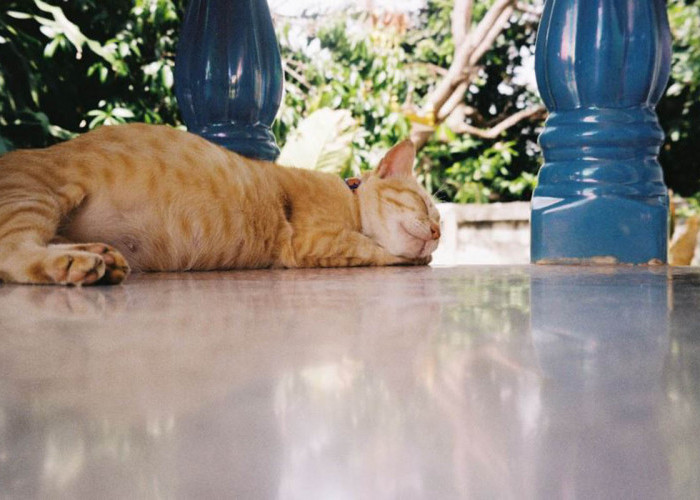 Ini Alasan Ilmiah Kenapa Kucing Suka Tidur di Tempat Dingin: Benarkan Cari Perhatian? Simak Jawabannya di Sini