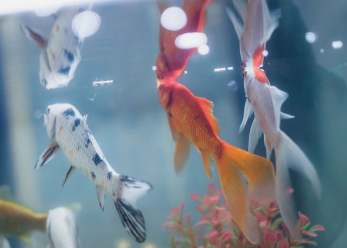 Jangan Sampai Salah! Ini Dia 6 Janis Ikan Hias Air Tawar yang Bisa Dicampur dalam Satu Akuarium