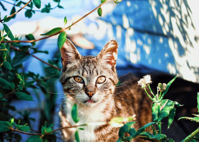 Inilah Beberapa Wangi yang Tidak Disukai Kucing, Jauhkan dari Rumah Jika Tidak Ingin Anabul Kabur