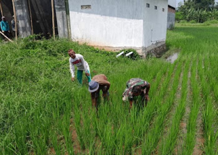 Babinsa Koramil Wonopringgo Bantu Petani Binaan Bersihkan Gulma Rumput di Jetak Kidul