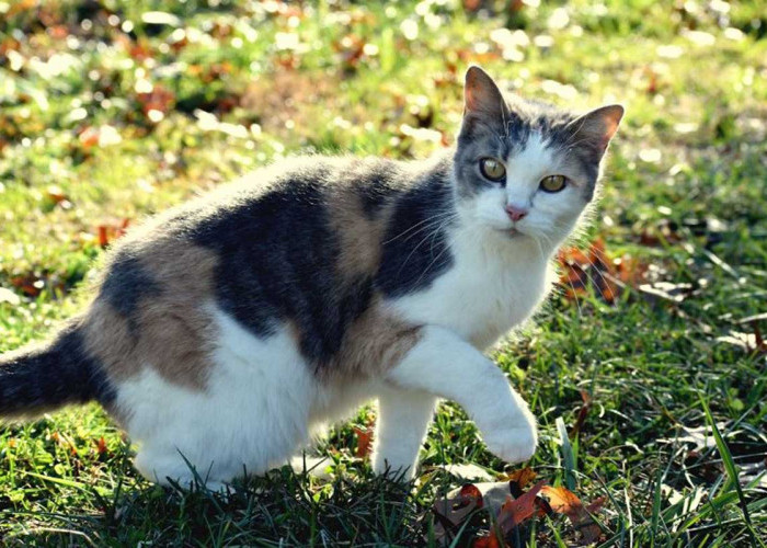 4 Jenis Kucing Kampung Termahal: Eksklusif dan Berkelas, Bikin Kamu Pengen Pelihara Juga!