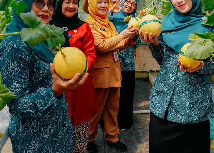 Manisnya Panen Melon Intanon di Dinperpa Kota Pekalongan, Langkah Nyata Perkuat Ketahanan Pangan Lokal!