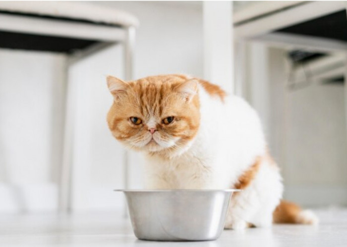 Kamu Harus Tahu, Inilah Cara Menyimpan Makanan Basah Kucing Agar Tahan Lama, Buktikan Saja!