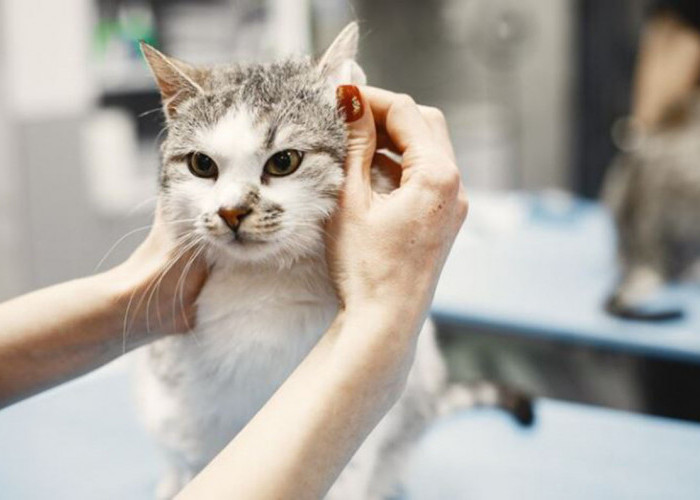 Kamu Harus Tahu 8 Shampo Kucing yang Bagus Berikut Ini! Bantu Jaga Kelembutan dan Kesehatan Bulu Kucingmu