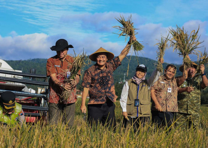 Jateng Mulai Panen Raya Padi, Diperkirakan Bisa Panen 3,35 Juta Ton Selama 3 Bulan