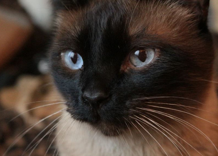 Fakta atau Mitos: Apakah Kucing Mata Biru Tuli? Ini Penjelasan Ilmiahnya yang Akan Bikin Kamu Terkejut
