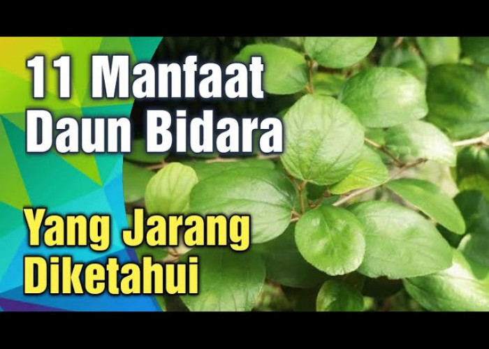 Mau Tahu 2 Manfaat Daun Bidara untuk Wanita? Para Wanita Merapat!