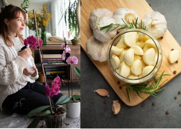 Jangan Dibuang, Inilah 2 Cara Membuat pupuk Dari Kulit Bawang putih untuk Tanaman Anggrek Agar Rajin Berbunga
