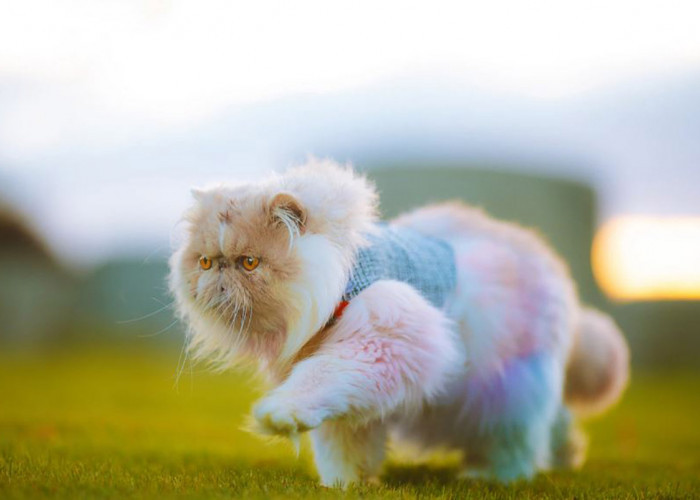 Cara Merawat Kucing Persia Peaknose: Tips Jitu untuk Membuat Si Manis Tetap Sehat dan Cantik