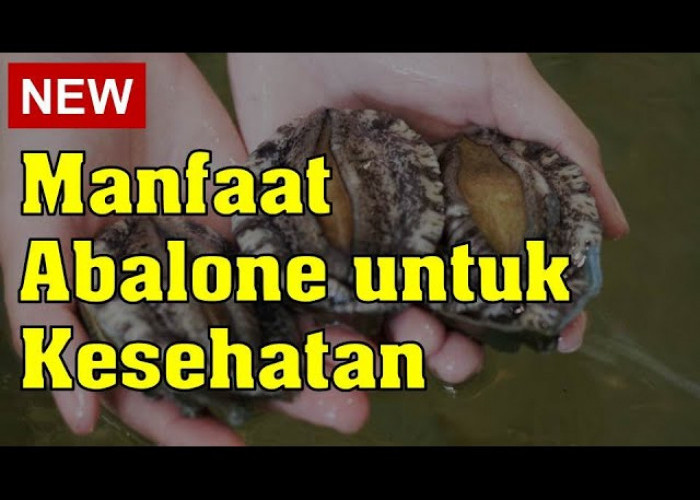 Ini Dia Manfaat Abalon untuk Kesehatan, Kerang Mahal yang Kaya Nutrisi