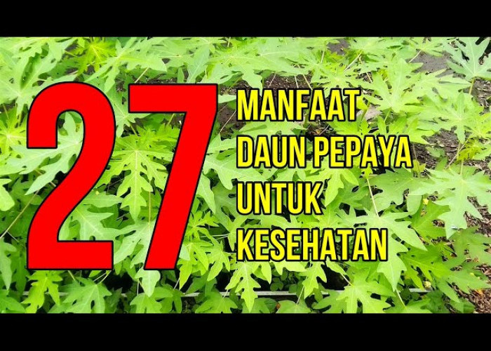 Mampu Mengatasi Kanker! Ini 3 Manfaat Rebusan Daun Pepaya yang Harus Anda Tahu!