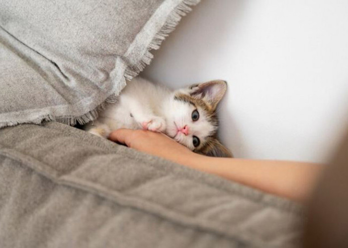 Mitos atau Fakta, Tidur dengan Kucing Bisa Mandul? Perempuan Wajib Tahu Informasi Ini!