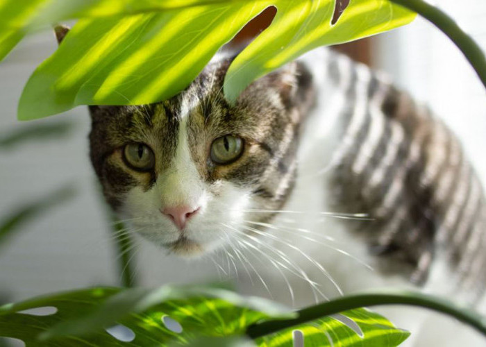 Hati-Hati! Ini 6 Jenis Tanaman yang Beracun Bagi Kucing, Ternyata Banyak di Sekitar Kita! Ada Lidah Buaya Juga