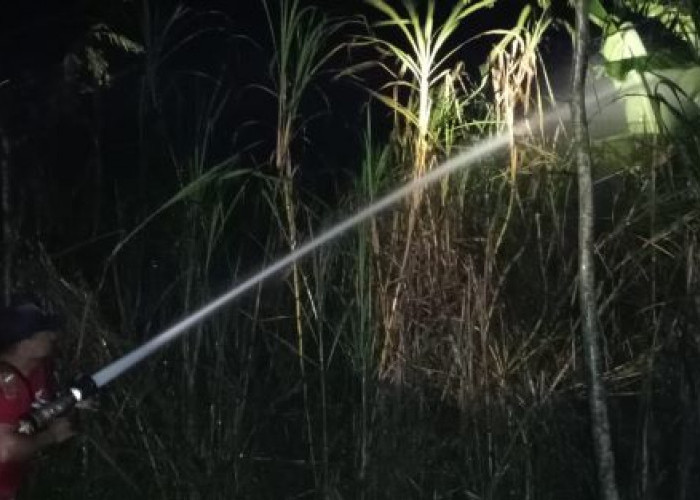 Kebun Tebu di Kajen Terbakar Diduga Akibat Api Pembakaran Sampah, Tiga Lahan Warga Terdampak