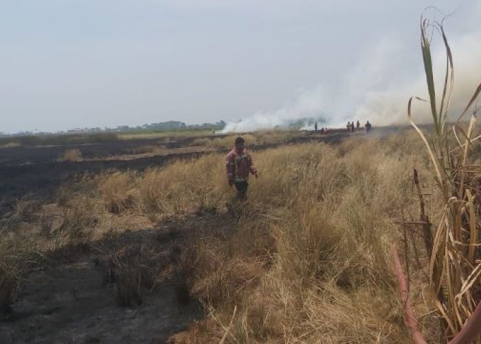Sawah Bengkok Desa Yosorejo Seluas 2,5 Hektare Terbakar, Dekat SMPN 2 Siwalan Kabupaten Pekalongan