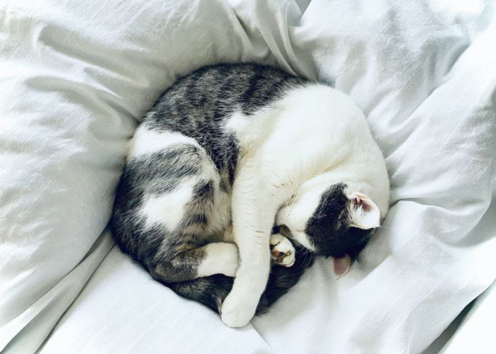 Posisi Tidur Kucing Beserta Artinya: Cara Membaca Kepribadian dan Kesehatan Kucing Kamu dari Cara Mereka Tidur