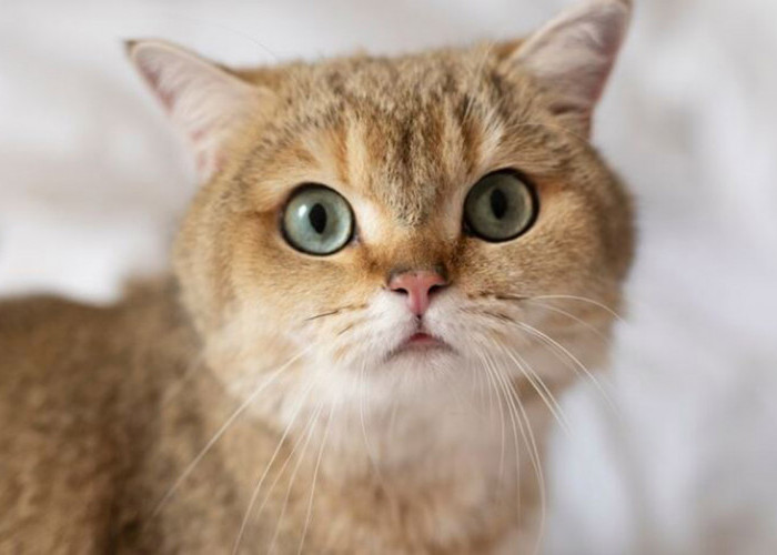 Wajib Diketahui Pemilik Anabul! Ciri-ciri Kucing Gagal Kawin dan Penyebabnya, Jangan Sampai Salah Paham