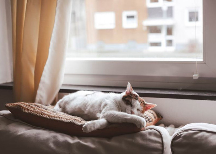 Ini Dia 6 Tips Memilih Tempat Tidur yang Baik untuk Kucing, Rahasia Kenyamanan Anabul yang Wajib Diketahui
