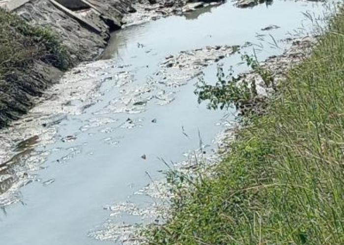 Debit Daerah Irigasi Kabupaten Pekalongan Menyusut Drastis, Ratusan Hektare Sawah Terancam Kekurangan Air