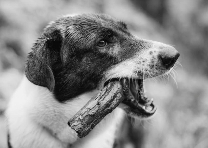 ALAMAK! Sudah 11 Orang di Indonesia Meninggal akibat Rabies hingga April, Sebagian Besar karena Gigitan Anjing