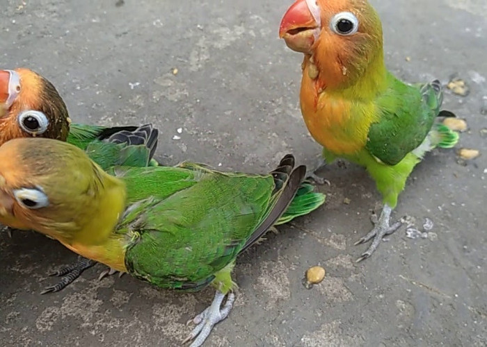 Dijamin Gacor! 4 Cara Melatih Burung Lovebird Petarung Kicau Anakan Ngekek Panjang dan Stabil