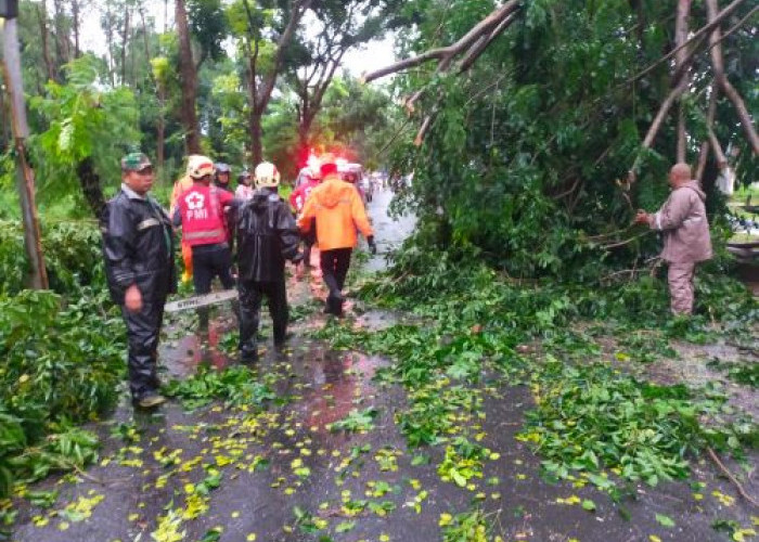 Pohon Angsana di Jalan Raya Kayugeritan Tumbang, Arus lalu Lintas Tersendat