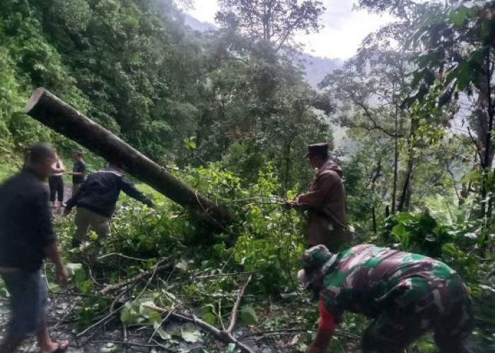 Pohon Tumbang Tutup Akses Karanganyar - Lebakbarang, TNI, Polri, PMI dan BPBD Evakuasi Pohon Tumbang