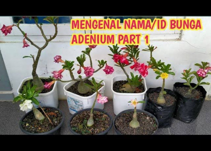 Cukup Menarik, Inilah Jenis Bunga Adenium yang Menjadi Incaran Kolektor, karena Langka!