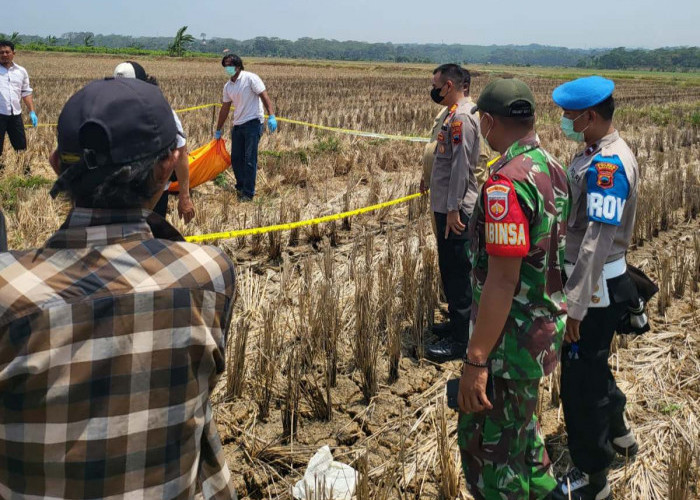 Mayat Laki-laki Ditemukan Sudah Mengering di Areal Persawahan di Batang, Diperkirakan Sudah Meninggal 2 Minggu