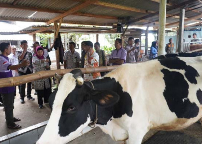 Ada Nestle, Batang Siapkan Desa Produsen Susu