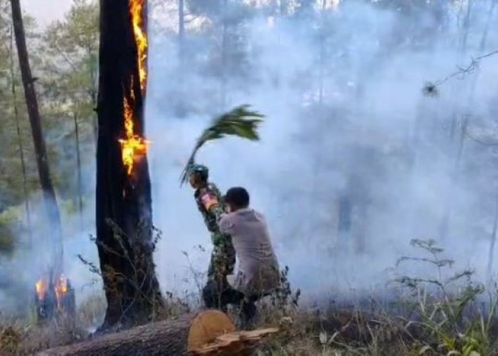 Dikepung Asap dan Berdiri di Lereng Curam, Petugas Nekat Kibaskan Dahan Demi Jinakkan Api di Hutan Petungkriyo