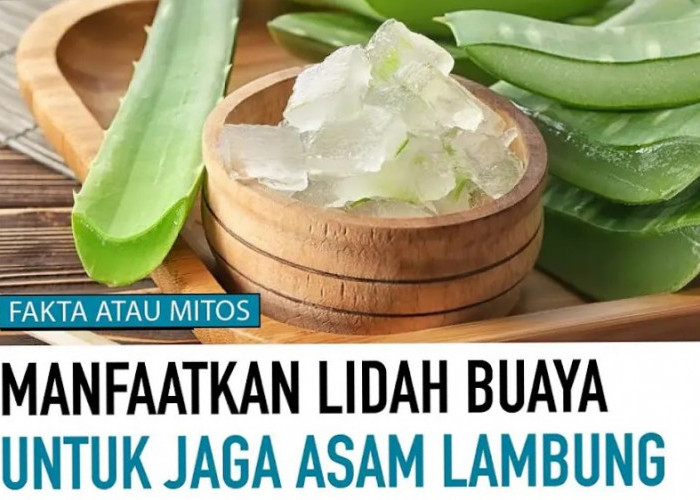 Ini Dia Khasiat Lidah Buaya untuk Lambung yang Bisa Mencegah Muntah dan Sakit Perut