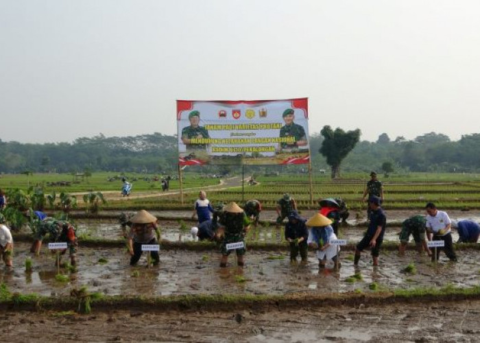 Kodim Pekalongan Tanam Padi Varietas Protani di Desa Kulu Pekalongan, Padi dengan Kandungan Protein Tinggi