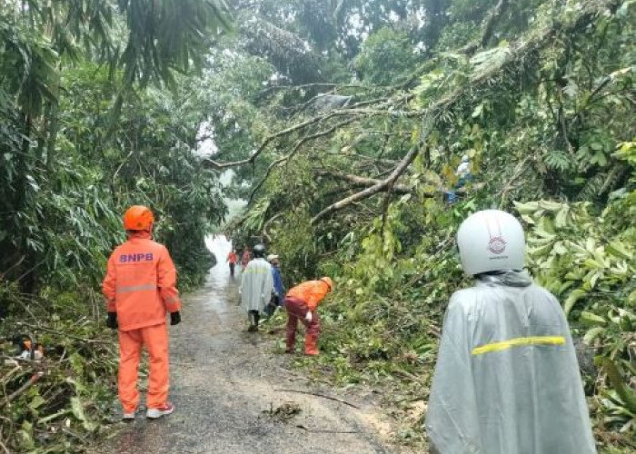 Pohon Tumbang Tutup Akses Jalan Raya Petungkriyono, Butuh 3 Jam Aparat Gabungkan Evakuasi Pohon Tumbang