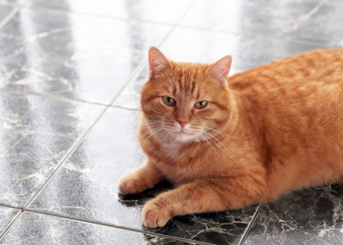 Sudah Terbukti, Berikut Merk Pakan Penggemuk Kucing, Kucingmu Langsung Gemuk dan Sehat!