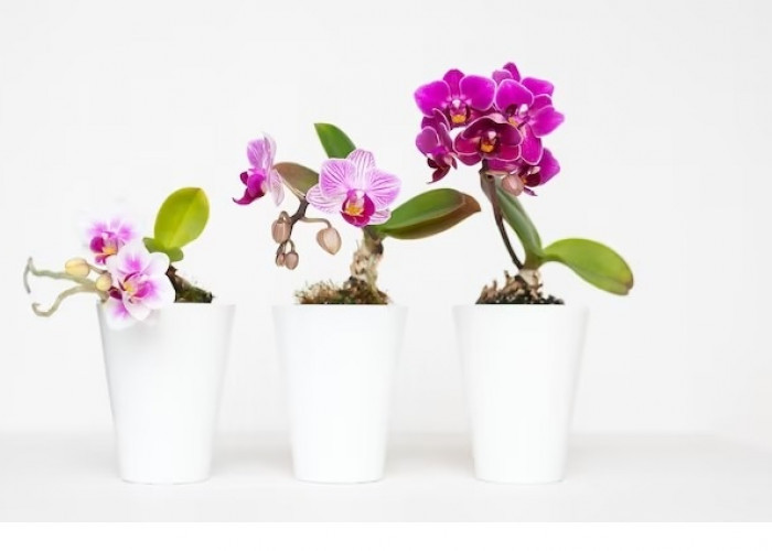 Ternyata Sangat Gampang, Inilah 5 Cara Menanam Bunga Anggrek di Rumah, Pemula Tidak Usah Minder