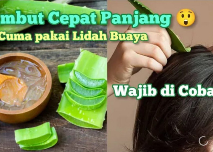 2 Cara Menggunakan Masker Rambut Lidah Buaya untuk Menghitamkan Uban Permanen, Bantu Memanjangkan Rambut