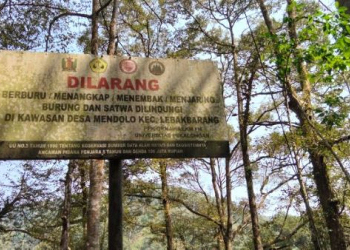 Dulu Hutan Mendolo Diburu Orang Luar, Kini Warga Bikin Aturan Keras: Semua Satwa Tak Boleh Diburu!