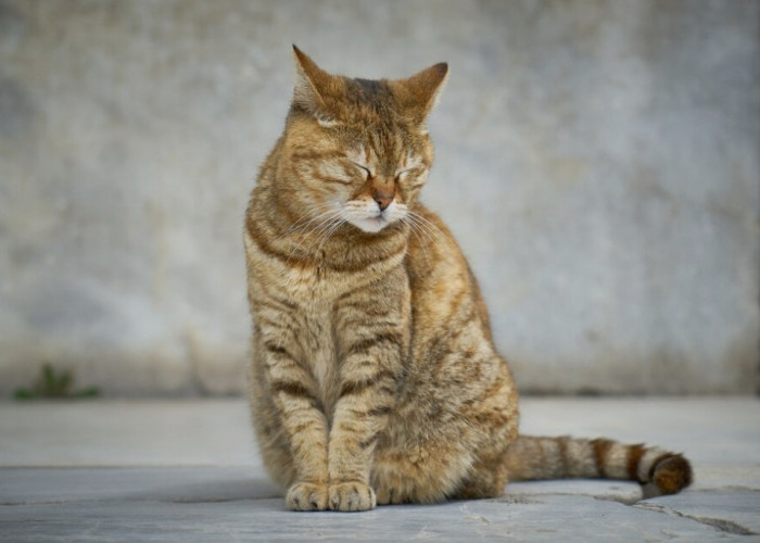 Kenali Sebelum Memburuk, Inilah Ciri-ciri Kucing Stress, Langsung Ambil Tindakan!