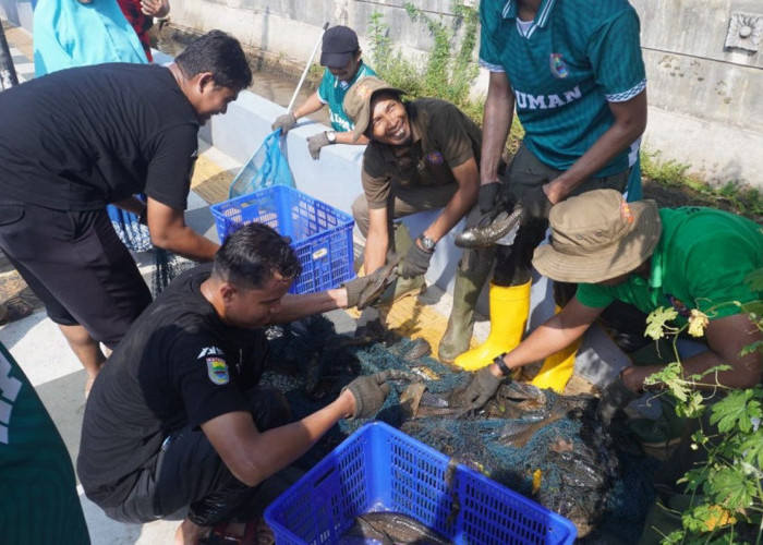 Mengancam Ikan Lokal hingga Rusak Tanggul, Ikan Sapu-sapu di Sungai Batang Dimusnahkan dengan Cara Dibakar