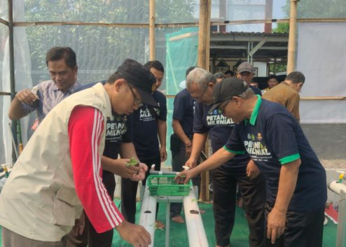 Pemberdayaan Bidang Pertanian, Pimpinan Cabang Muhammadiyah Kajen Kembangkan Budidaya Melon Secara Hidroponik