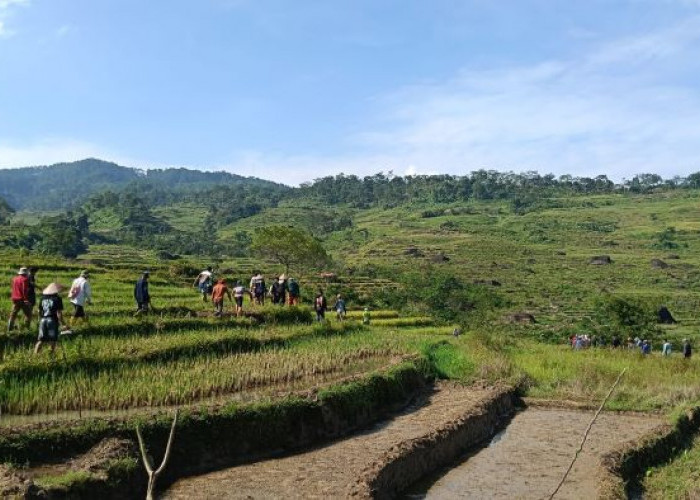 Petani Kandangserang Hilang Misterius, Ditemukan Tanpa Busana 7 Km dari Sawah, Warga Kaitkan dengan Mitos Wewe