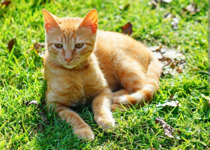 Dijamin Makin Lucu, Inilah Cara Melebatkan Bulu Kucing Kampung, Buktikan Saja Sendiri!