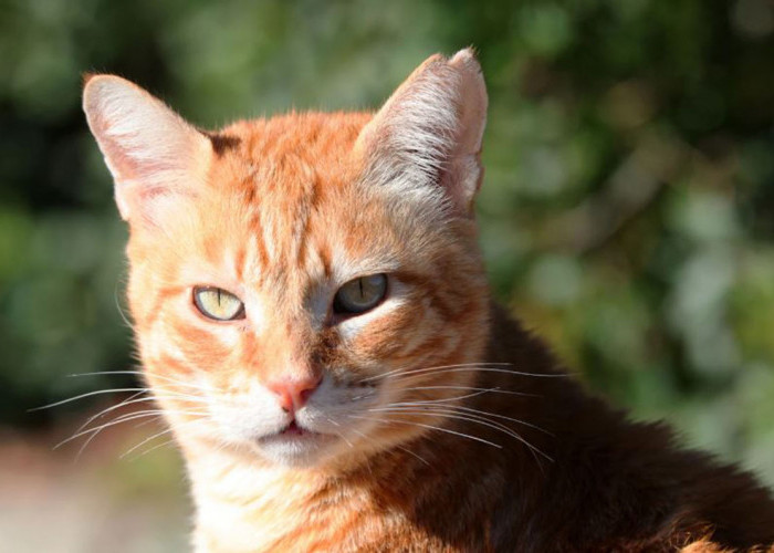 Fakta Menarik di Balik Mitos Kucing Oren: Enggak Cuma Barbar, Mereka Juga Mendatangkan Rezeki