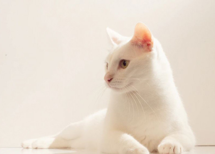 Fakta Unik Kucing Putih menurut Primbon Jawa: Tak Heran Jadi Incaran, Ternyata Bisa Mendatangkan Rezeki