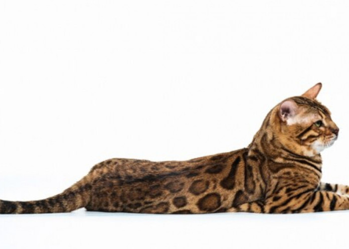 Wow Fantastis Inilah Ras Kucing Termahal di Dunia, Tertarik Mengadopsinya di Rumah?